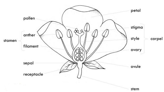 Parts of a Flower