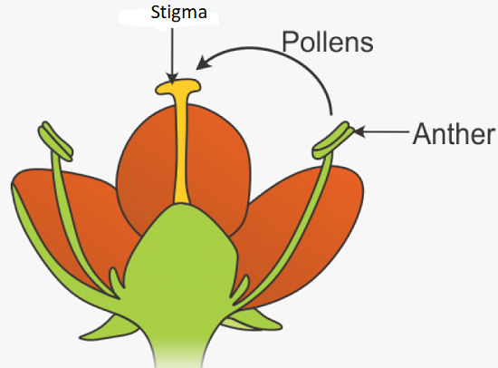 Self Pollinaion