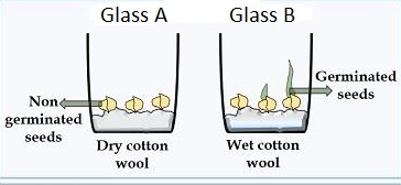 Water in Germination