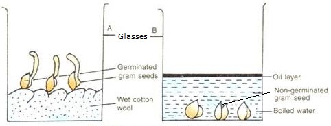 Oxygen in Germination