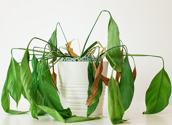 Form 4 Biology Question