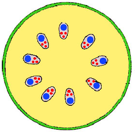 Form 4 Biology Question