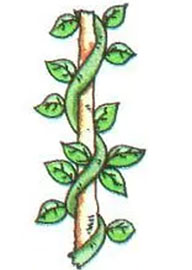 stem of a plant growing round a tree trunk