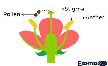 Self-pollination in Flowers