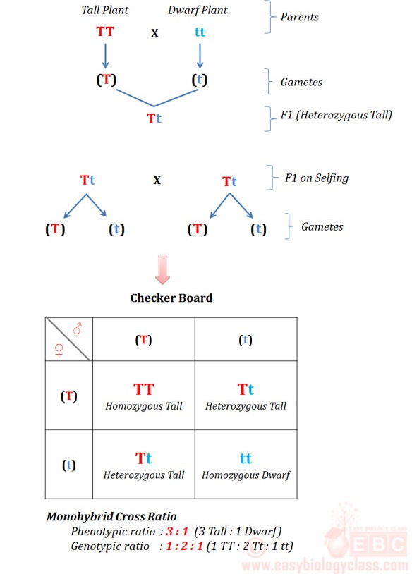 Genetics - Chromosomes, DNA, Inheritance And Mutation - Biology