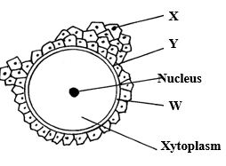 Cell Structure