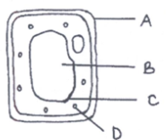 Plant Cell Structures