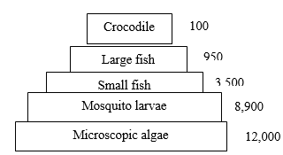 Food Chain and Pyramid of Numbers