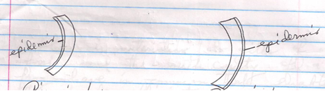 Dandelion Stem Experiment