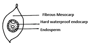 Fruit Dispersal Agent and Adaptations