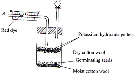 Investigating Germination