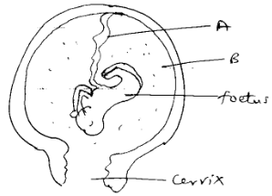 Human Fetal Development Stage