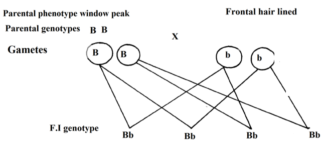 Frontal Hairline Inheritance, Genetics