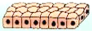 Epithelial Tissue