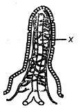 Mammal Alimentary Tract Diagram