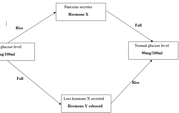 Blood Glucose Regulation in Mammals