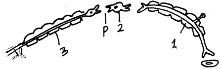 Neuron Types in Reflex