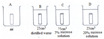 Potato Cylinder Experiment