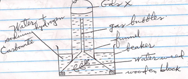 Photosynthesis Experiment