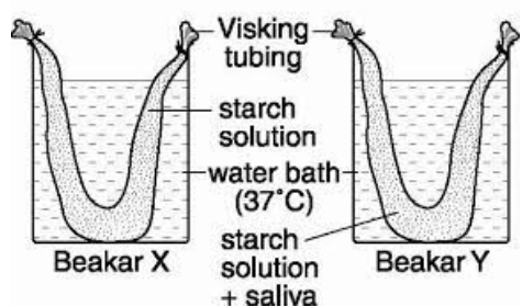 Physiological Process in Organisms