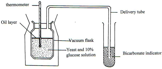 Physiological Processes