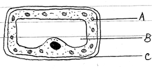 Plant Cell Structure, Features and Functions