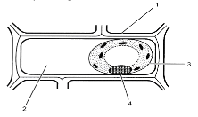 Plant Cell Changes in Solution Q