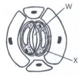 Plant Cell and Its Adaptations