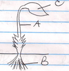 Plant Division Labeling Parts and Function