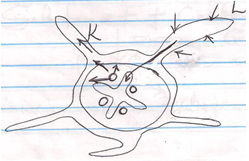 Plant Root Cross-Section