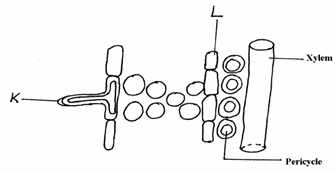 Root Cell Identification and Adaptations