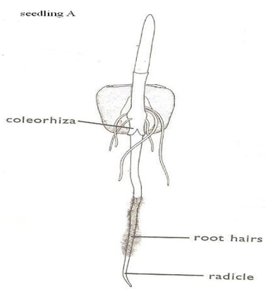 Seed Germination Types and the Role of Oxygen