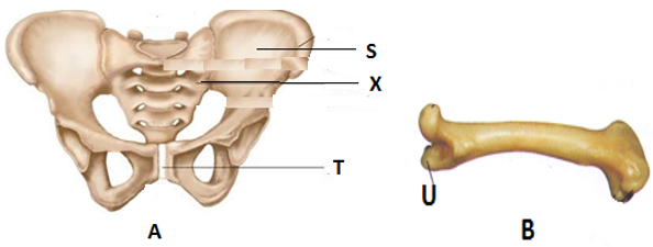 Mammalian Skeletal Materials and Joints
