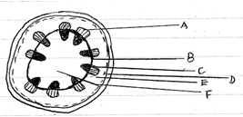 Young Stem Transverse Section, Structures, Cell Types and Staining